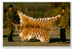 Pytláci hrdě pózující s kožichem sibiřského tygra
